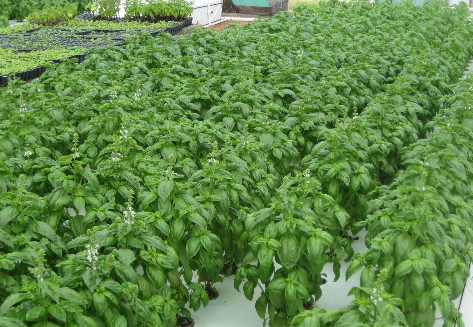 Aquaponic Plant Selection - Only the Highest Quality ...